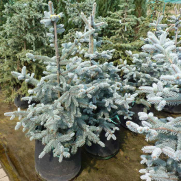 Ель колючая Hoopsii