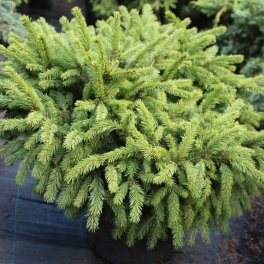 Ель обыкновенная Pumila Glauca