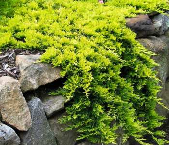 Можжевельник горизонтальный Golden Carpet