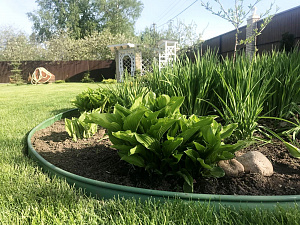 Саженцы бордюри