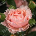 Роза флорибунда Twiggy’s Rose