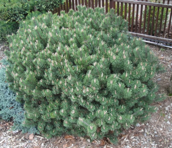 Сосна горная Gnom Findling