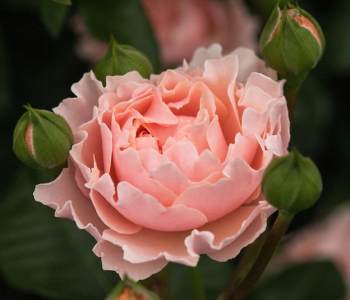 Роза флорибунда Twiggy’s Rose