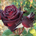 Роза чайно-гибридная Black Baccara (Meilland)