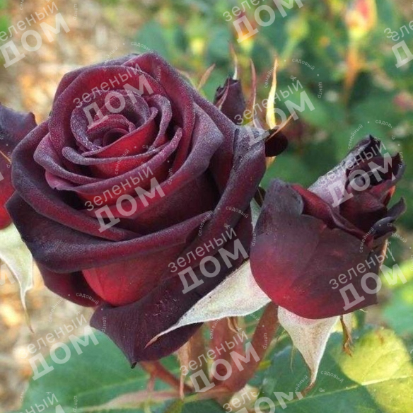 Роза чайно-гибридная (Rosa Black Baccara) пакет Изысканные чайно-гибридные. Деко