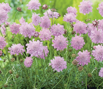 Скабиоза голубиная Pink Mist