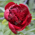 Пион молочноцветковый Red Charm