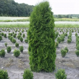 Туя западная Columna