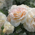 Роза флорибунда Lions Rose (Kordes)
