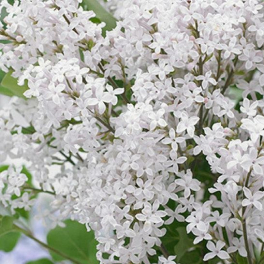 Сирень Мейера Flowerfest White