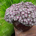 Очиток лопатчатолистный Purpureum