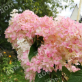 Гортензия метельчатая Pinky Promise