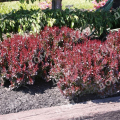 Барбарис Тунберга Pygmy Ruby