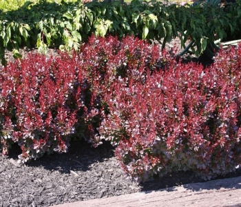 Барбарис Тунберга Pygmy Ruby