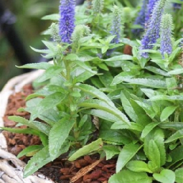 Вероника колосистая Ulster Dwarf Blue