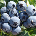 Голубика садовая Chandler