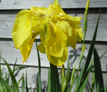 Ирис болотный Flore Pleno