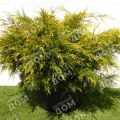 Можжевельник китайский Kuriwao Gold