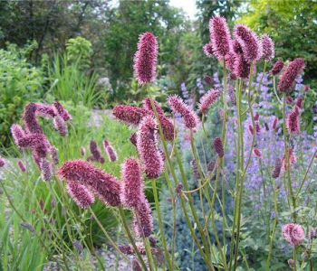 Кровохлебка лекарственная Rock&Roll