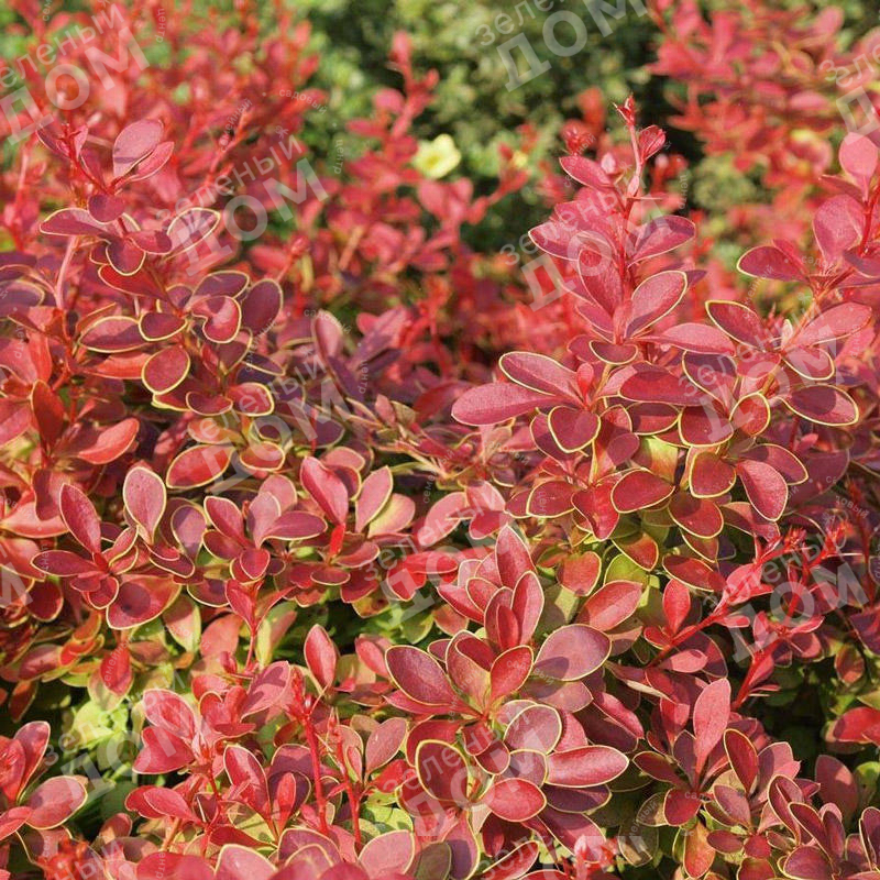 Барбарис Тунберга. Барбарис Тунберга (Berberis thunbergii). Барбарис Тунберга Корал. Барбарис Тунберга коралл. Декоративно лиственные кустарники