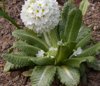 Примула мелкозубчатая White