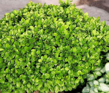 Туя восточная Aurea Nana