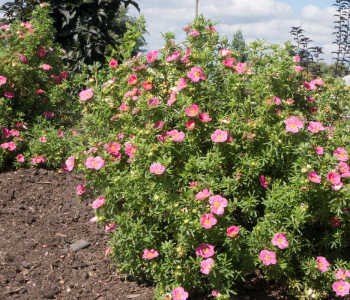 Лапчатка кустарниковая Belissima