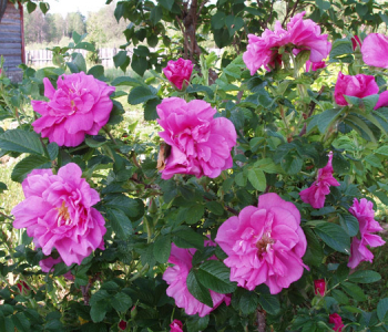 Роза морщинистая Zwerg