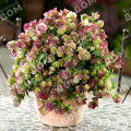 Душица круглолистная Kent Beauty