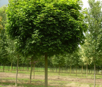 Липа мелколистная Green Globe