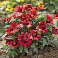 Гайлардия крупноцветковая Arizona Red Shades