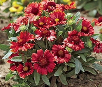 Гайлардия крупноцветковая Arizona Red Shades
