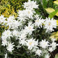 Эдельвейс альпийский May Snow