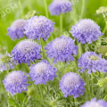 Скабиоза голубиная Nana