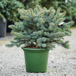 Ель колючая Glauca Globosa