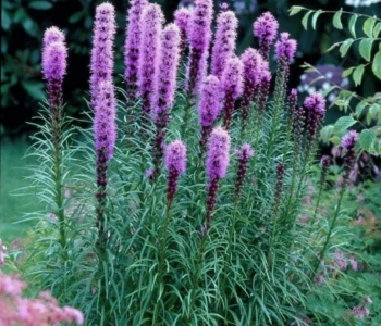 Лиатрис колосковый Floristan Violett