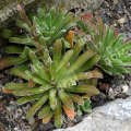 Камнеломка котиледон Southside Seedling
