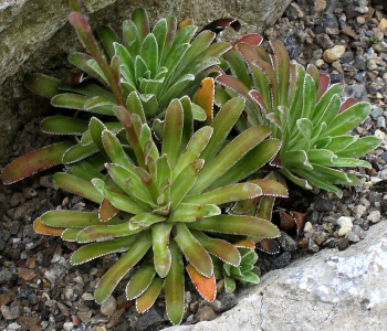 Камнеломка котиледон Southside Seedling