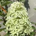 Гортензия метельчатая Magical Lime Sparkle