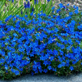 Литодора раскидистая Heavenly Blue