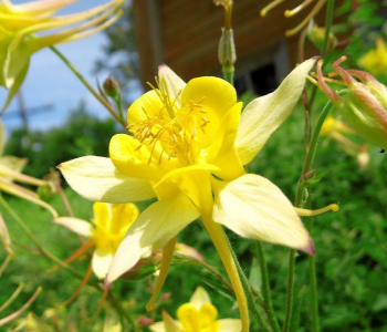 Аквилегия вееровидная Spring Magic Yellow