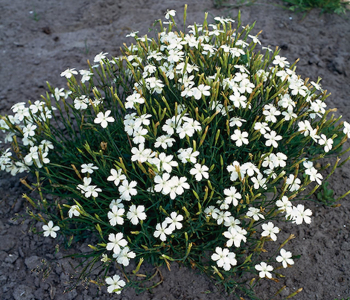 Гвоздика травянка Albiflorus