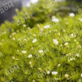 Мшанка шиловидная Lime Moss