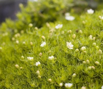 Мшанка шиловидная Lime Moss