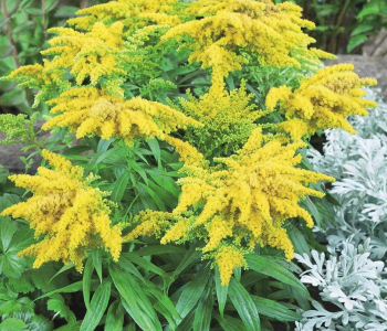 Золотарник гибридный Golden Dwarf