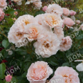 Роза флорибунда Twiggy’s Rose