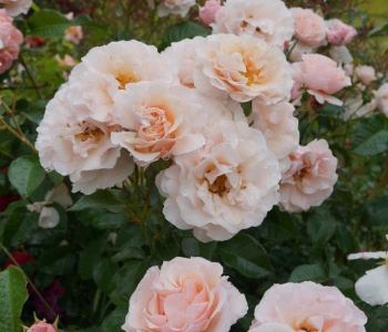 Роза флорибунда Twiggy’s Rose