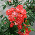 Роза миниатюрная Orange Morsdag
