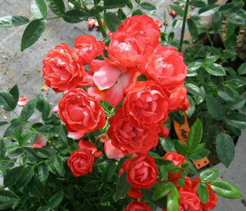 Роза миниатюрная Orange Morsdag