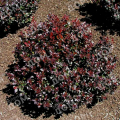 Барбарис Тунберга Pygmy Ruby